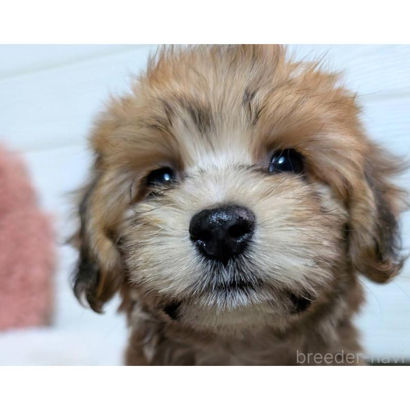 販売中の宮崎県のマルックス:マルチーズ×ミニチュアダックスフンド-444496の1枚目