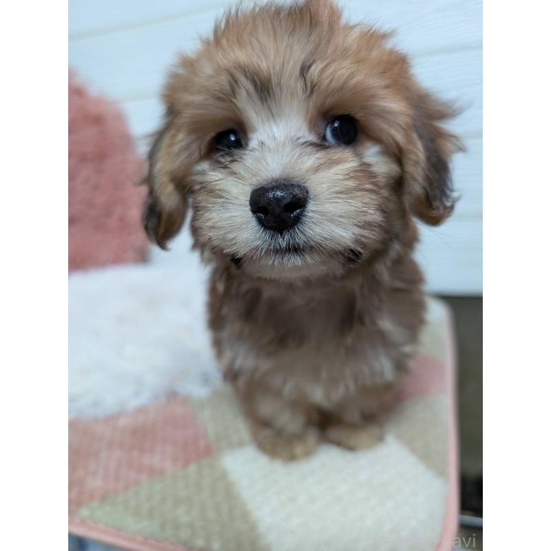 販売中の宮崎県のマルックス:マルチーズ×ミニチュアダックスフンド-444496の4枚目