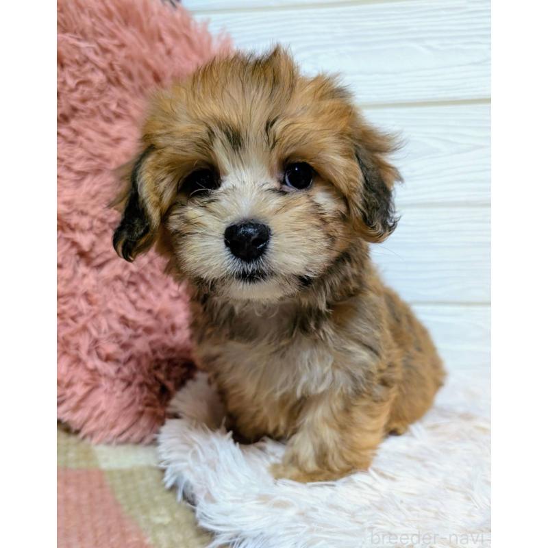 販売中の宮崎県のマルックス:マルチーズ×ミニチュアダックスフンド-444496の3枚目