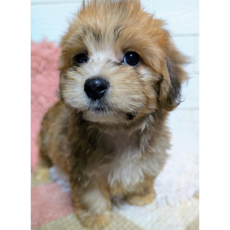 販売中の宮崎県のマルックス:マルチーズ×ミニチュアダックスフンド-444496の2枚目