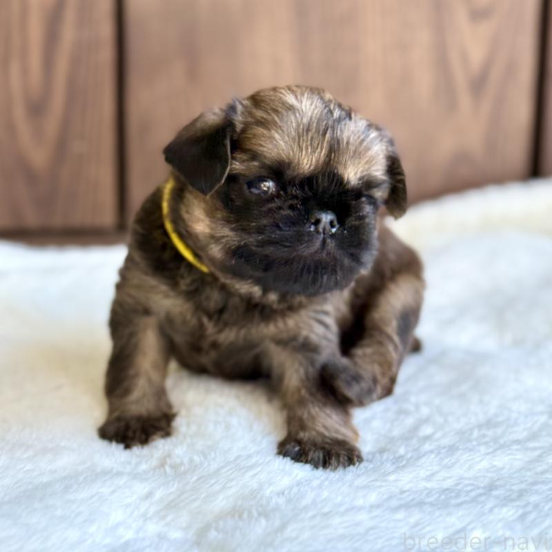 販売中の山口県のブリュッセルグリフォン-444497