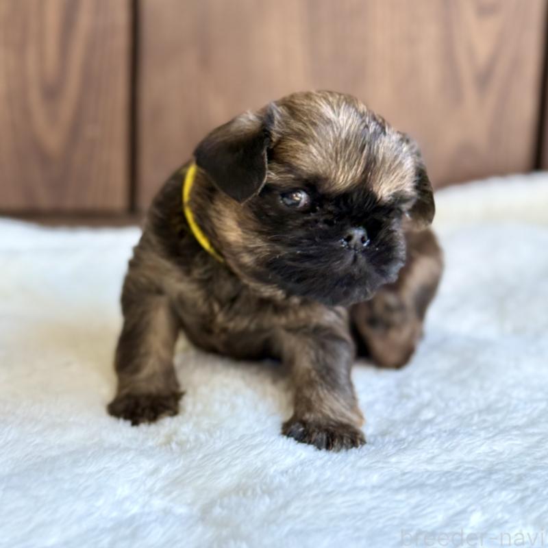 販売中の山口県のブリュッセルグリフォン-444497の6枚目