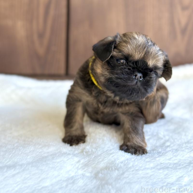 販売中の山口県のブリュッセルグリフォン-444497の5枚目