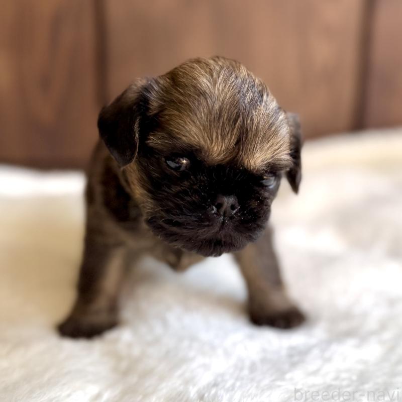 販売中の山口県のブリュッセルグリフォン-444497の4枚目