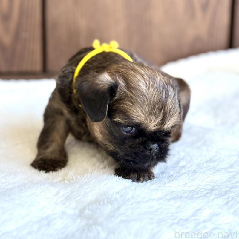 販売中の山口県のブリュッセルグリフォン-444497の3枚目