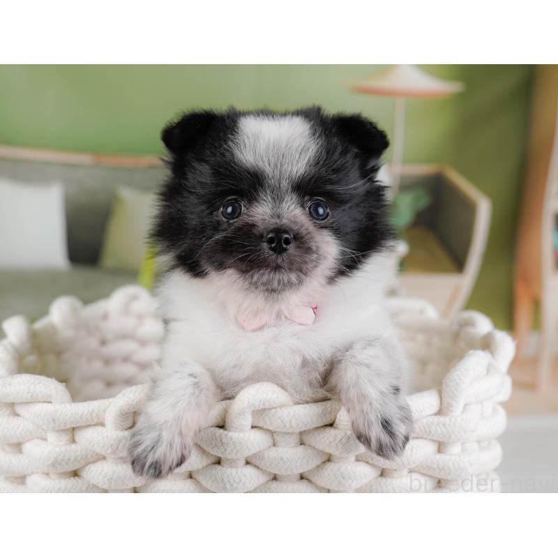 販売中の埼玉県のポメチワ:ポメラニアン×チワワ-444697の10枚目