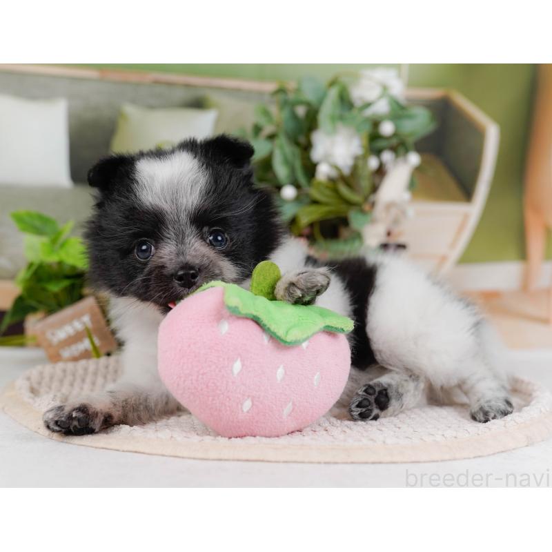 販売中の埼玉県のポメチワ:ポメラニアン×チワワ-444697の9枚目