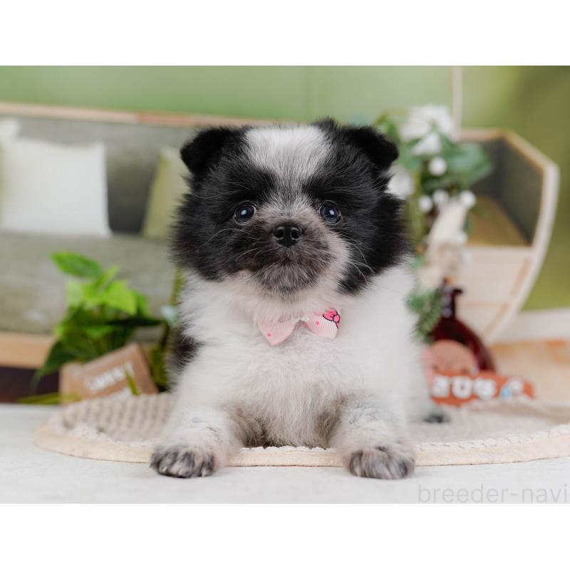 販売中の埼玉県のポメチワ:ポメラニアン×チワワ-444697の8枚目