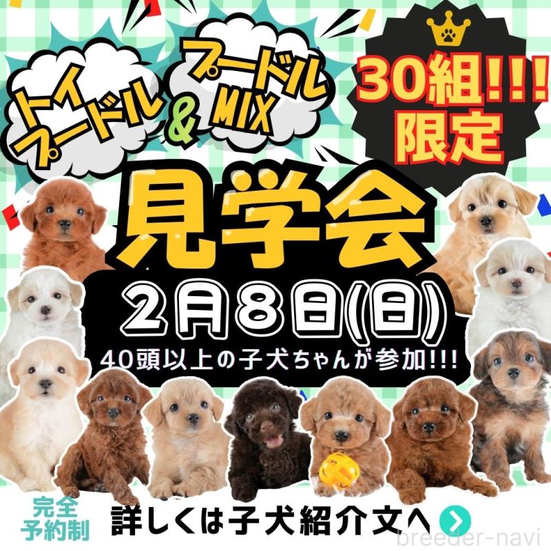 販売中の埼玉県のポメチワ:ポメラニアン×チワワ-444697の2枚目