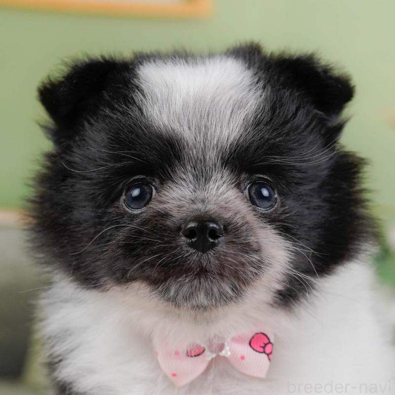 販売中の埼玉県のポメチワ:ポメラニアン×チワワ-444697の1枚目