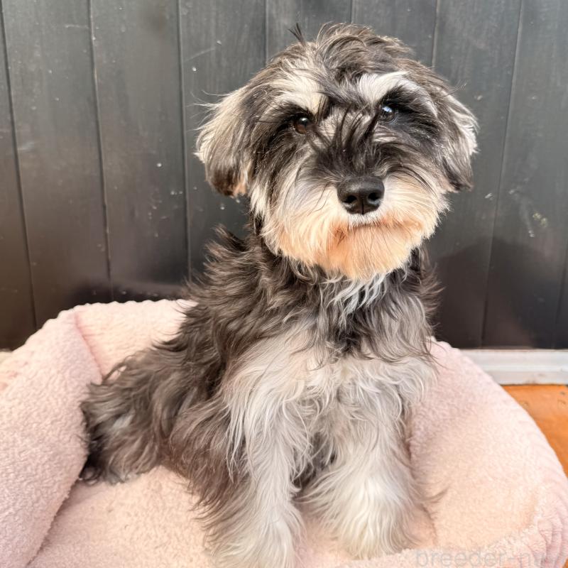 販売中の大阪府のミニチュアシュナウザー-444611の16枚目