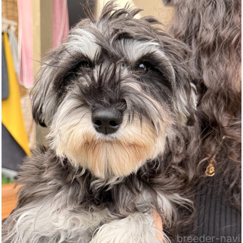 販売中の大阪府のミニチュアシュナウザー-444611の15枚目