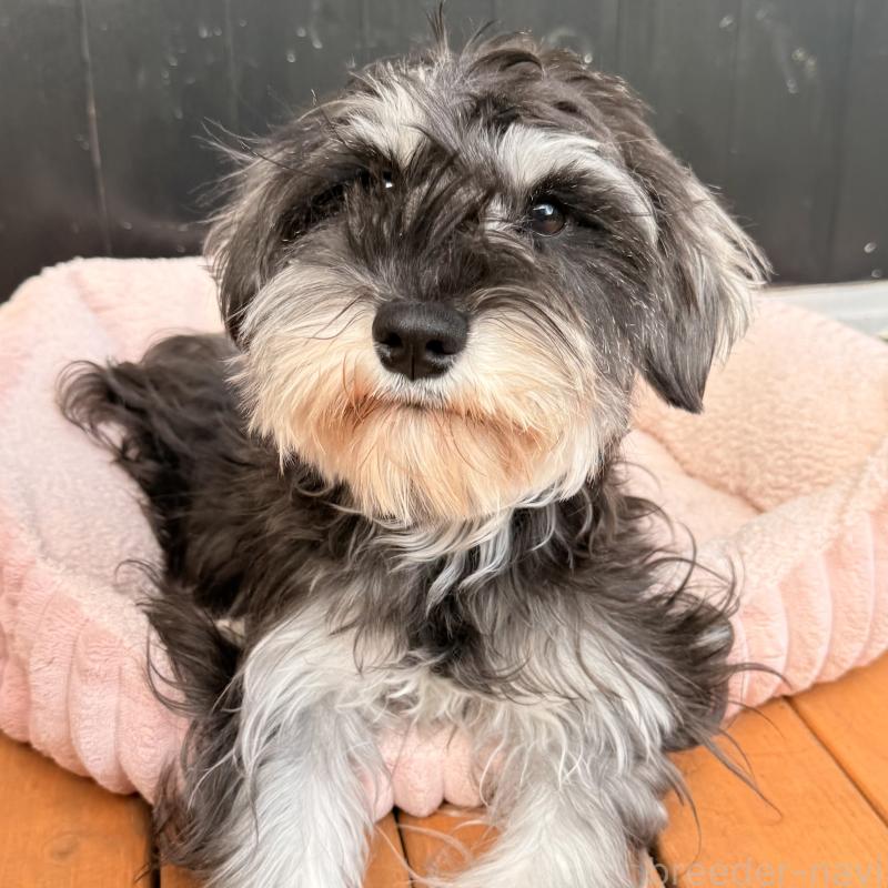 販売中の大阪府のミニチュアシュナウザー-444611の14枚目