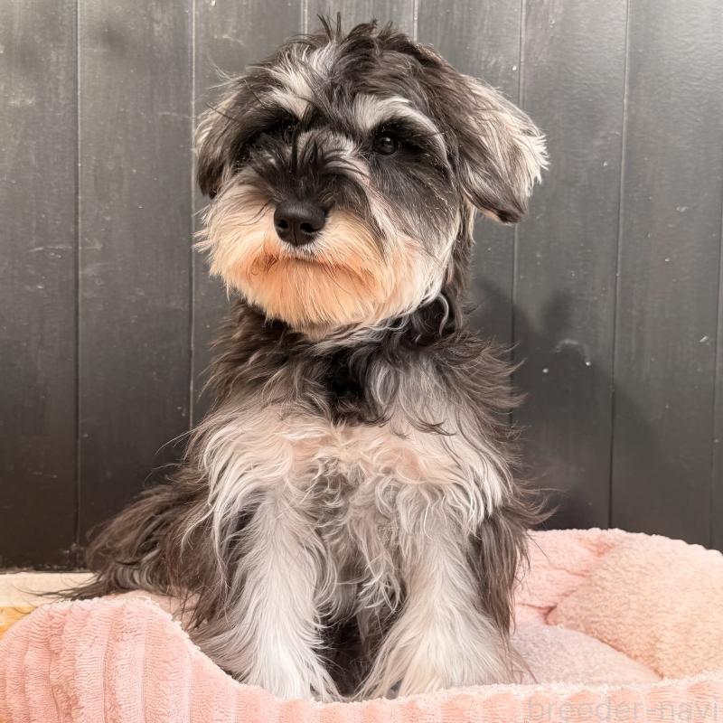 販売中の大阪府のミニチュアシュナウザー-444611の13枚目