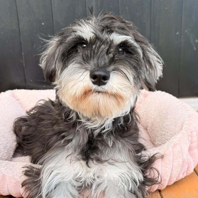 販売中の大阪府のミニチュアシュナウザー-444611の1枚目