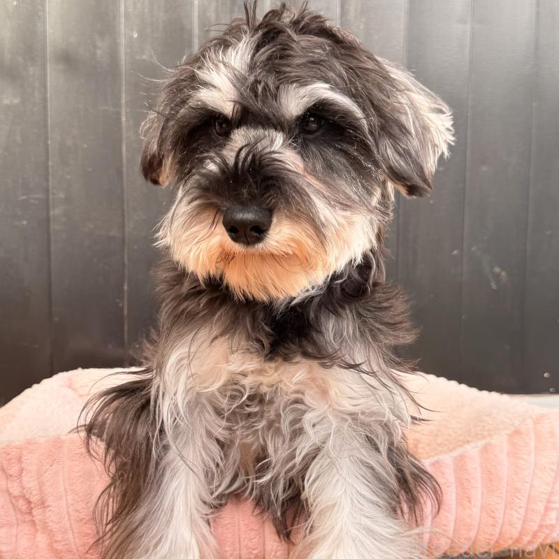 販売中の大阪府のミニチュアシュナウザー-444611の12枚目