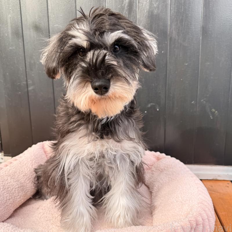 販売中の大阪府のミニチュアシュナウザー-444611の11枚目