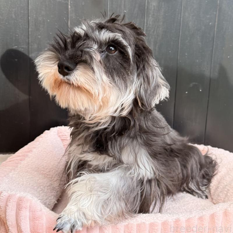 販売中の大阪府のミニチュアシュナウザー-444611の10枚目