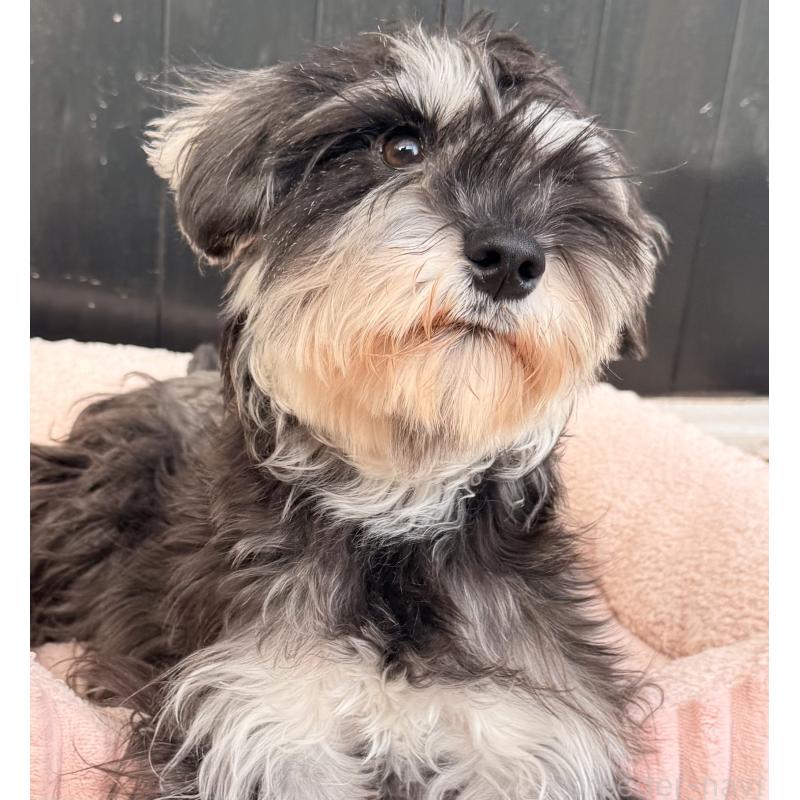 販売中の大阪府のミニチュアシュナウザー-444611の8枚目