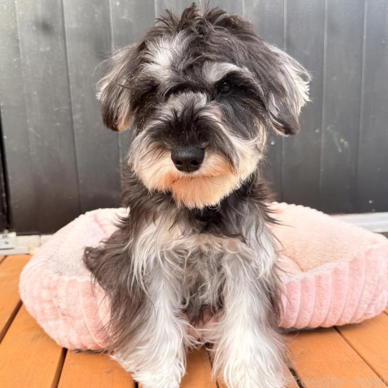 販売中の大阪府のミニチュアシュナウザー-444611の7枚目