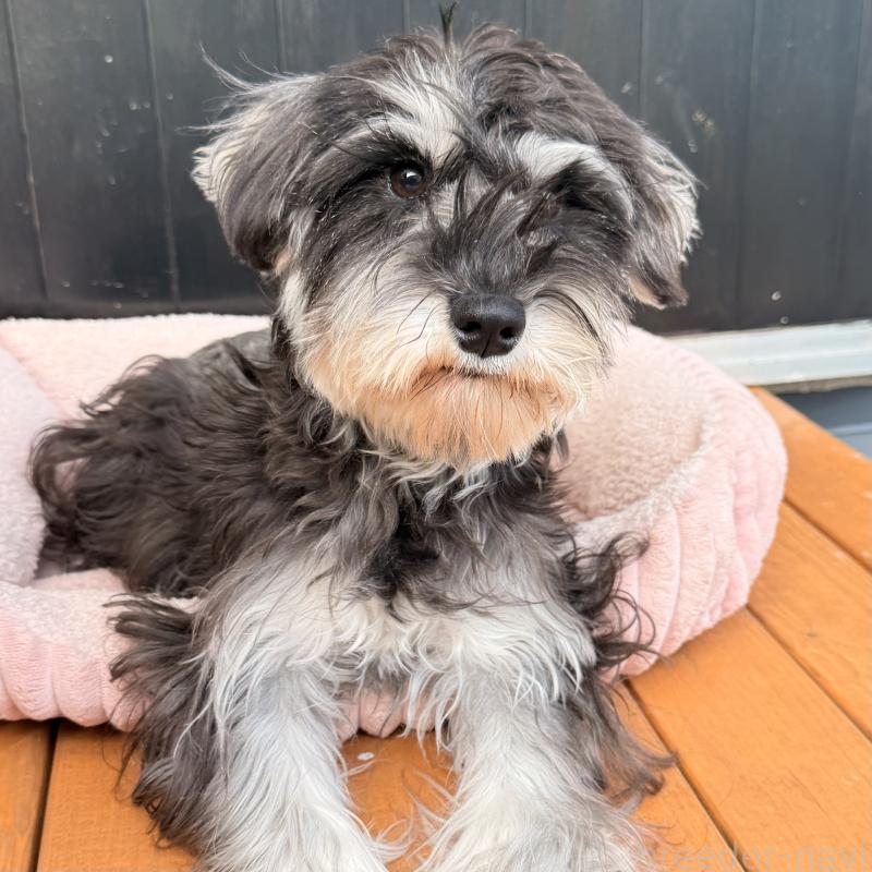 販売中の大阪府のミニチュアシュナウザー-444611の5枚目