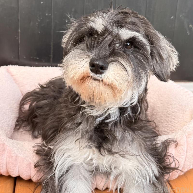 販売中の大阪府のミニチュアシュナウザー-444611の4枚目