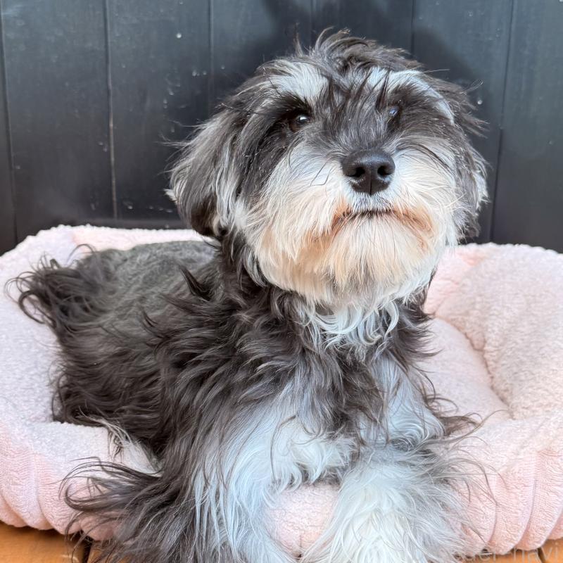 販売中の大阪府のミニチュアシュナウザー-444611の2枚目