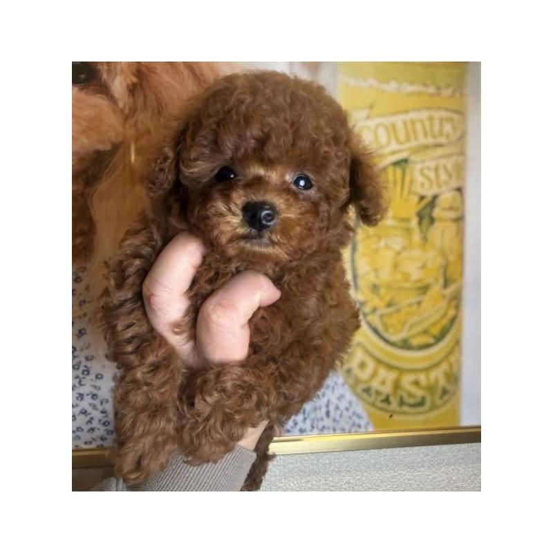 販売中の東京都のティーカッププードル-444545の4枚目