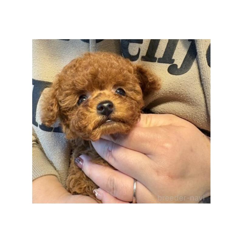 販売中の東京都のティーカッププードル-444545の3枚目