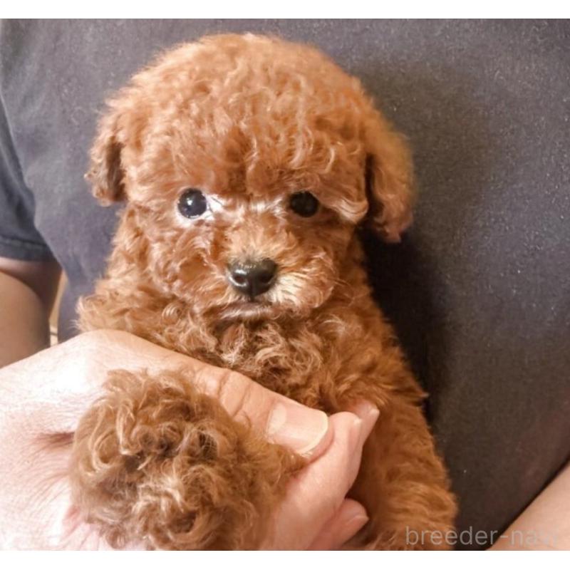 販売中の東京都のティーカッププードル-444545の2枚目