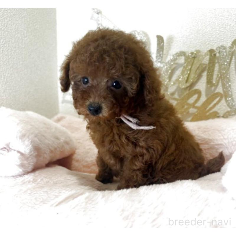 販売中の東京都のティーカッププードル-444547の3枚目