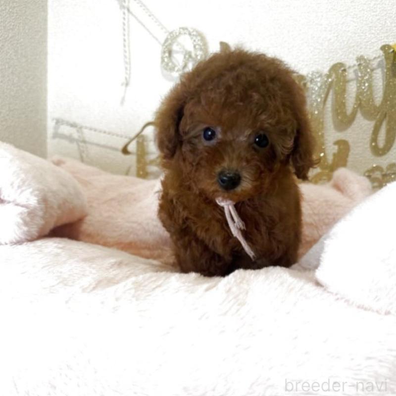 販売中の東京都のティーカッププードル-444547の2枚目