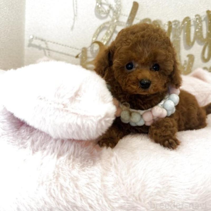 販売中の東京都のティーカッププードル-444548