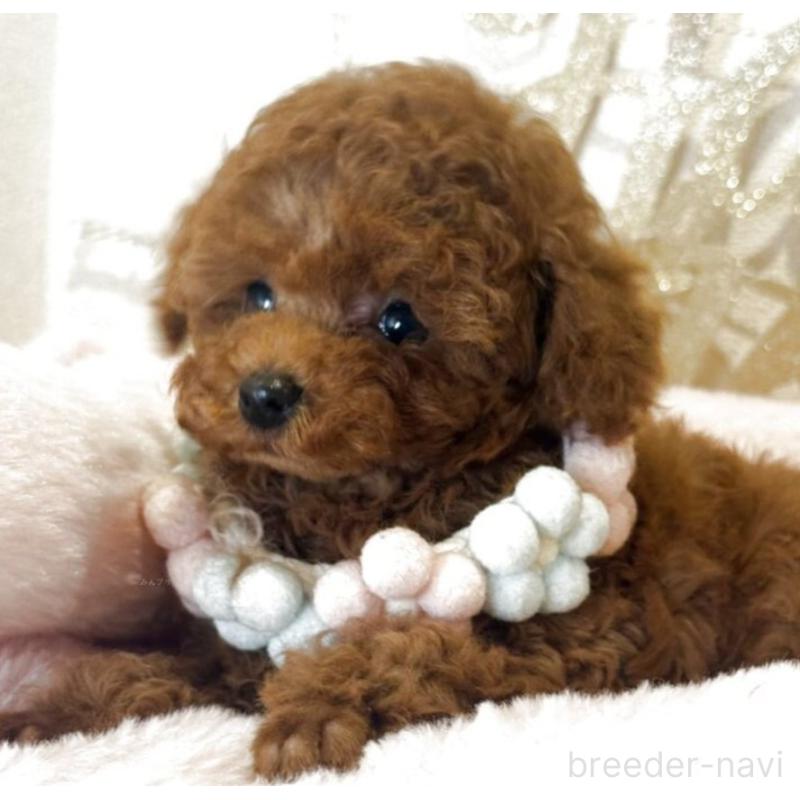 販売中の東京都のティーカッププードル-444548の2枚目