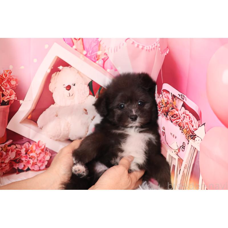 販売中の大阪府のポメプー:ポメラニアン×トイプードル-444613の2枚目