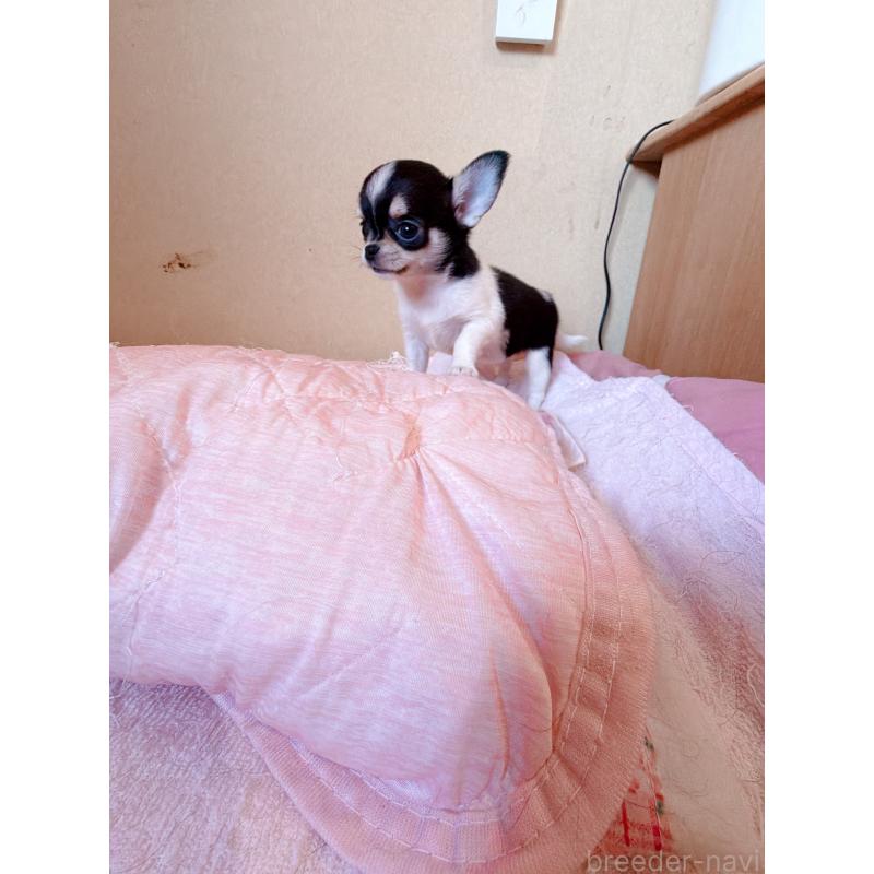 販売中の香川県のチワワ(スムースコート)-437432の5枚目