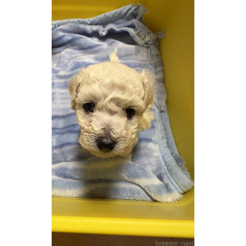 販売中ののビションプー:ビションフリーゼ×トイプードル-441309