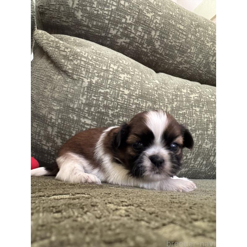 販売中の福岡県のシーズー-444628の5枚目