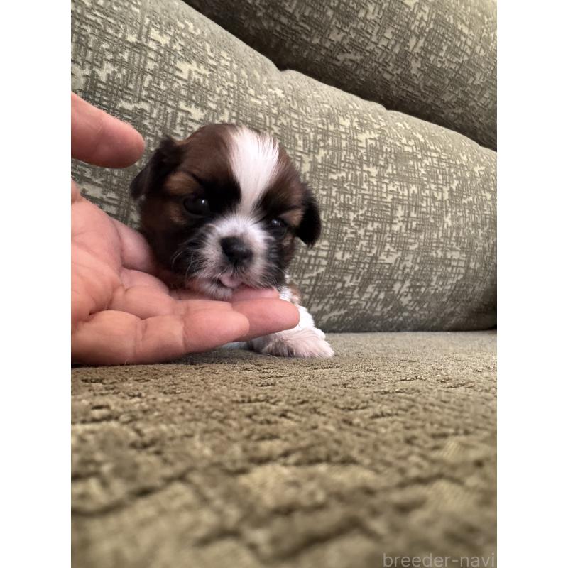 販売中の福岡県のシーズー-444628の4枚目