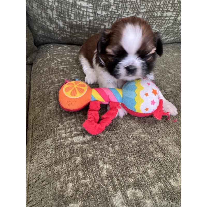 販売中の福岡県のシーズー-444628の3枚目