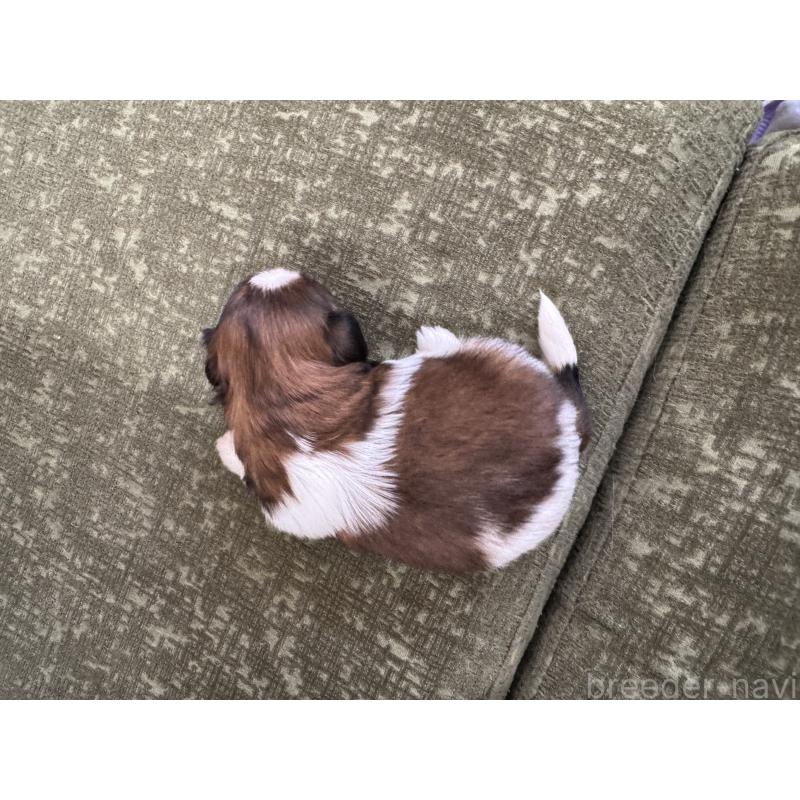 販売中の福岡県のシーズー-444628の2枚目