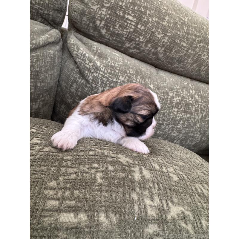 販売中の福岡県のシーズー-444630の5枚目