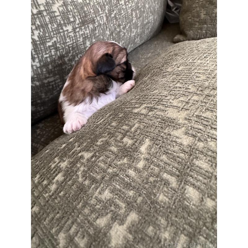 販売中の福岡県のシーズー-444630の4枚目