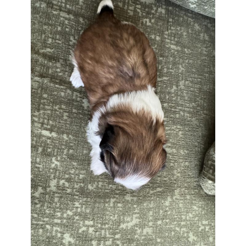 販売中の福岡県のシーズー-444630の3枚目