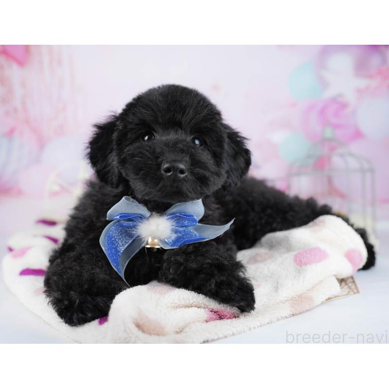 販売中の千葉県のトイプードル-444682の7枚目