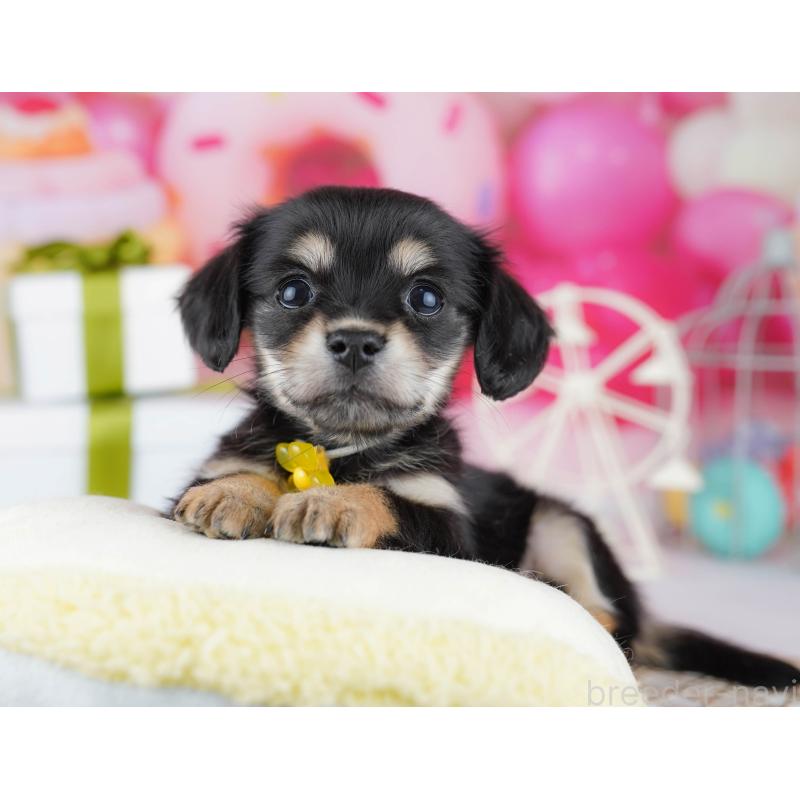 販売中の千葉県のチワックス:チワワ×ミニチュアダックスフンド-444668の10枚目