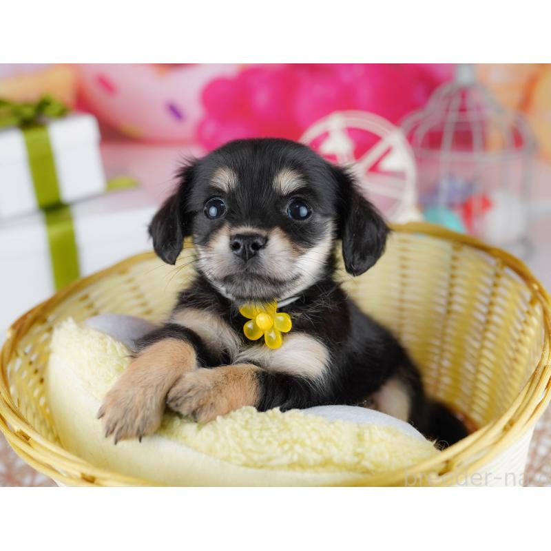 販売中の千葉県のチワックス:チワワ×ミニチュアダックスフンド-444668の9枚目