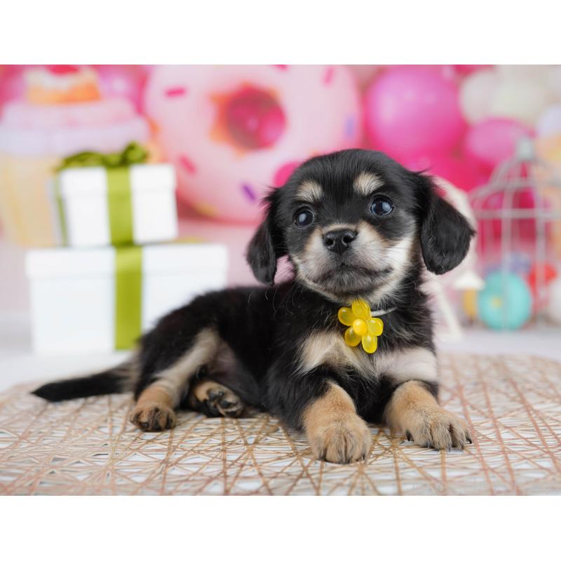 販売中の千葉県のチワックス:チワワ×ミニチュアダックスフンド-444668の7枚目