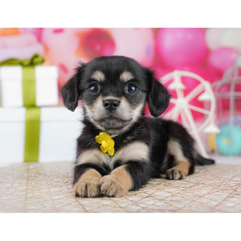 販売中の千葉県のチワックス:チワワ×ミニチュアダックスフンド-444668の6枚目