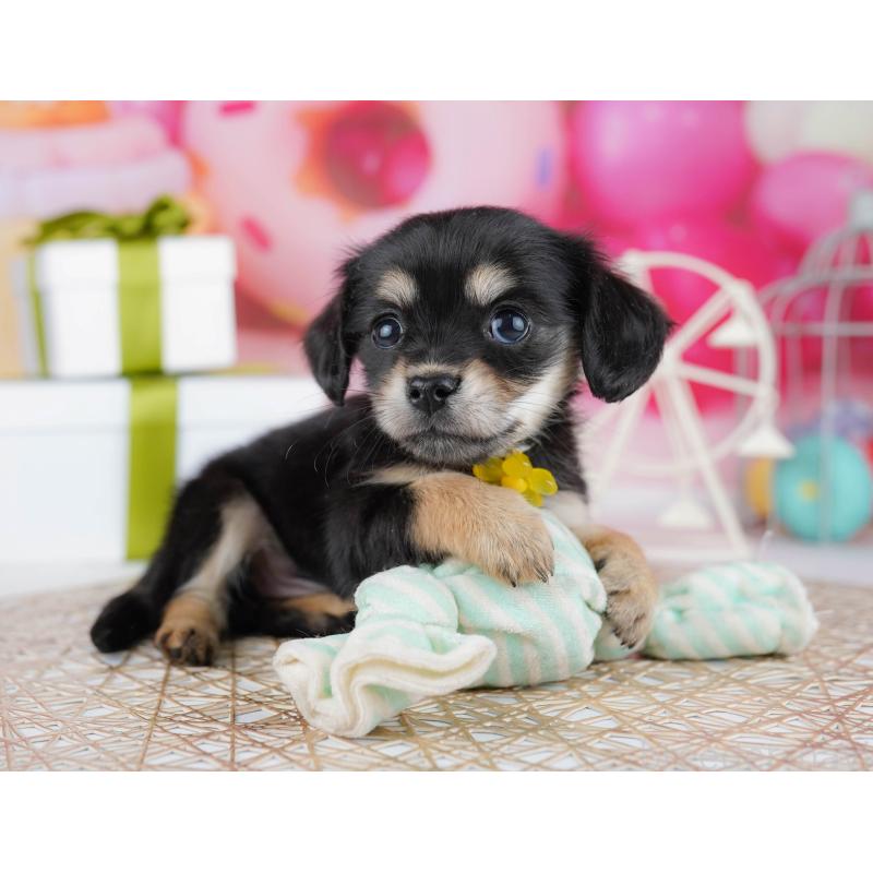 販売中の千葉県のチワックス:チワワ×ミニチュアダックスフンド-444668の5枚目